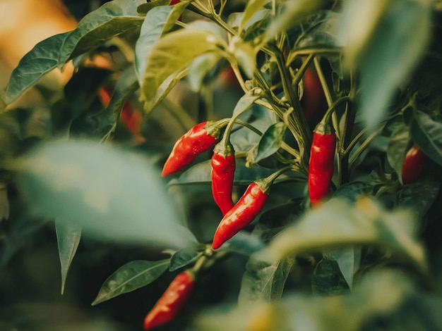 red chili peppers on plant