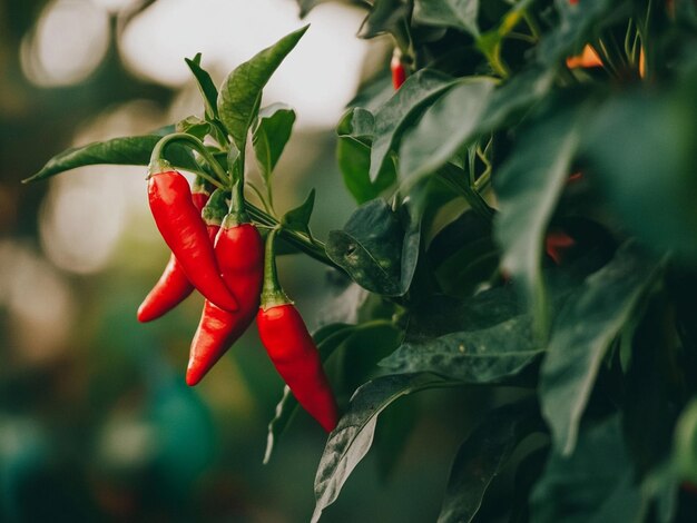 Photo red chili peppers on plant