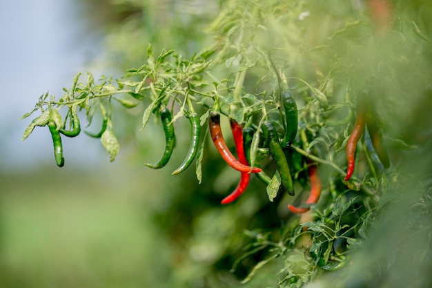 red chilies that grow in Asian plantations Premium photo