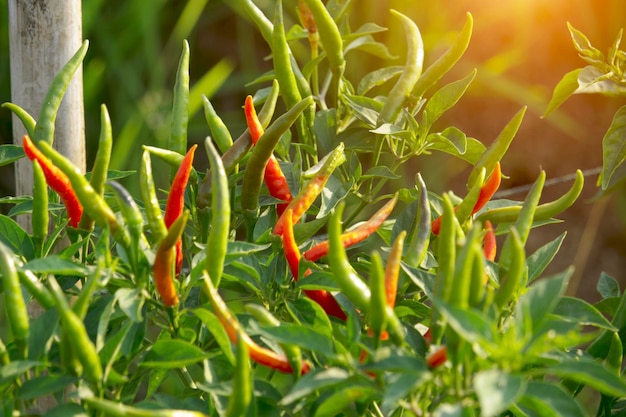 Photo red chilli peppers in the organic garden farm