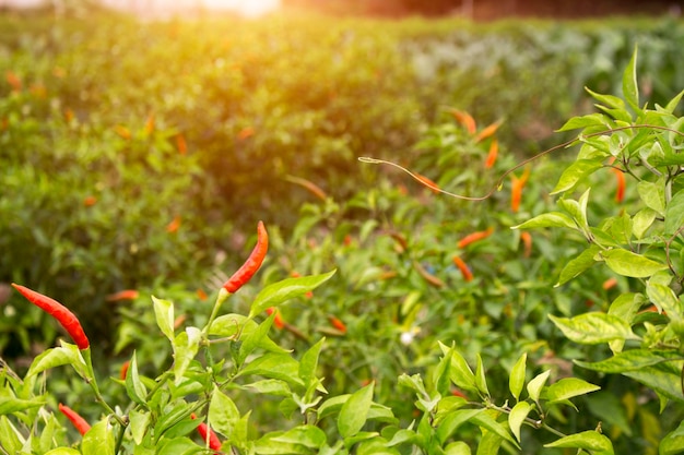 Red chilli peppers in the organic garden farm