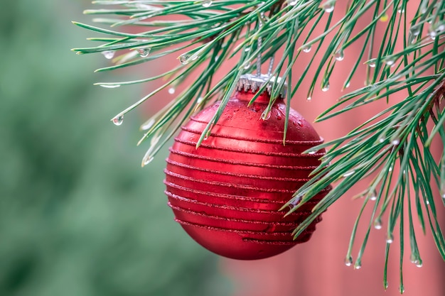 Red Christmas ball hanging on a spruce twig blurred 