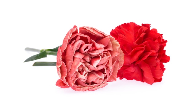 red chrysanthemum isolated on white background