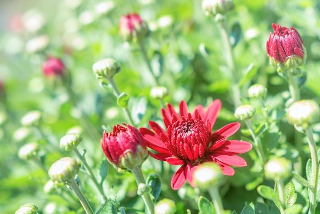 Red Chrysanthemum Mum Flowers and Buds.