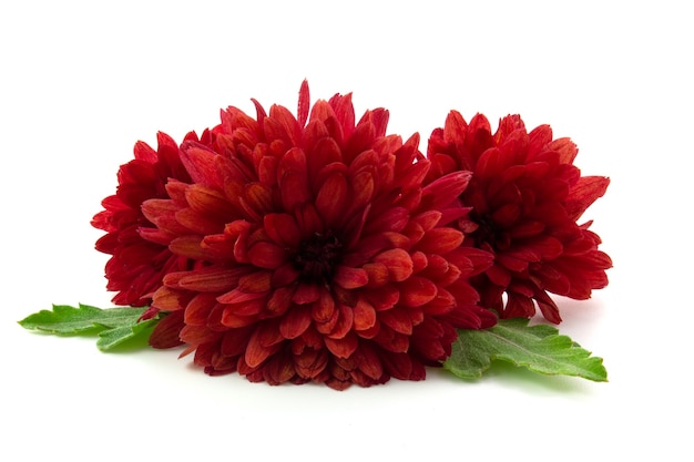 Red chrysanthemum with green leaves on a white background