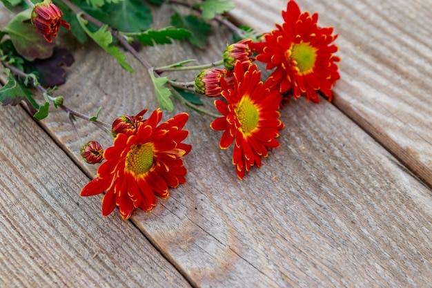 Red chrysanthemums on wooden background