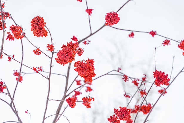 Red clusters of mountain ash in winter