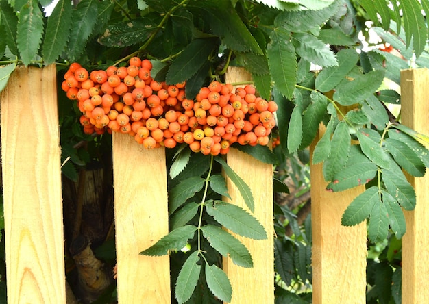 Red clusters of Rowan branch in the autumn garden