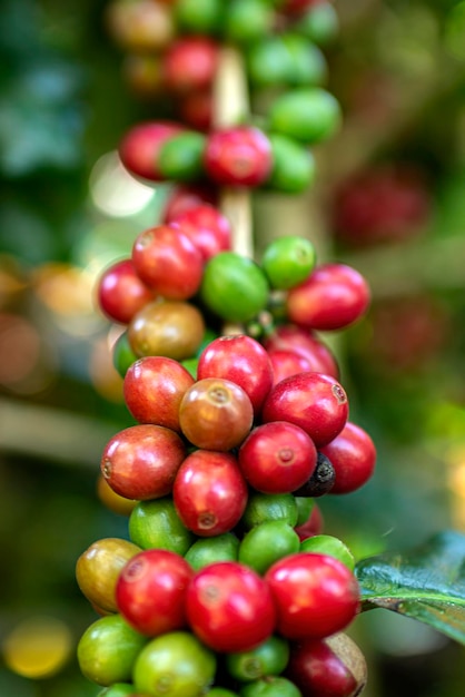 Red Coffee Beans on a Branch