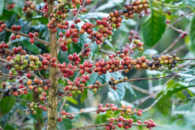 Red coffee beans on the tree.