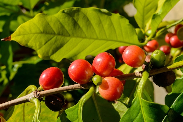 Red coffee berries on plant in close up with defocused green foliage background.