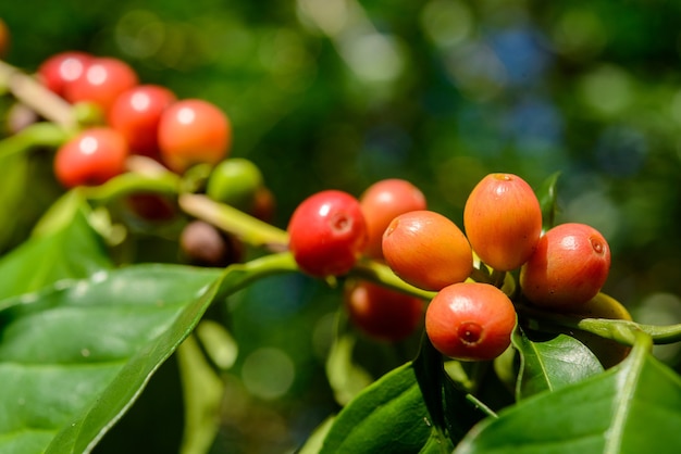 Red coffee berries on plant in close up with defocused green foliage background