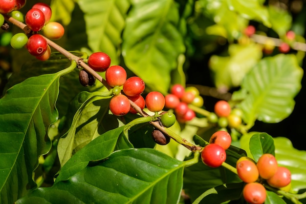 Red coffee berries on plant in close up with defocused green foliage background