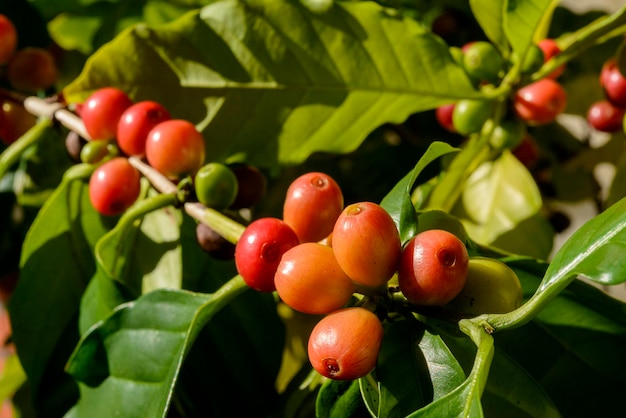 Red coffee berries on plant in closeup with blue sky background