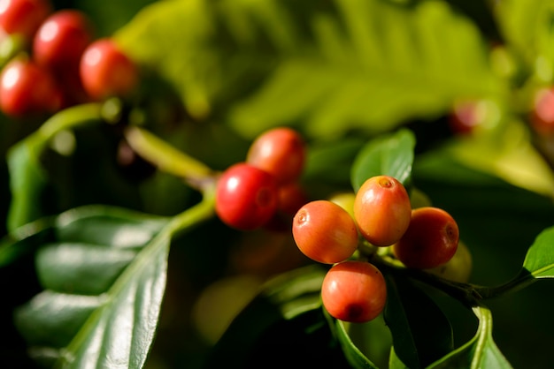 Red coffee berries on plant in closeup with blue sky background