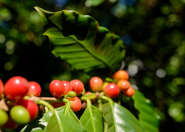 Red coffee berries on plant in closeup with blue sky background