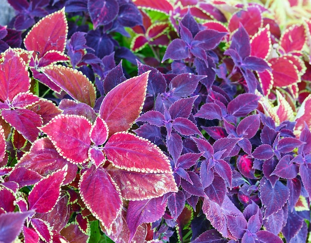 Red coleus and purple plant closeup (nature background)