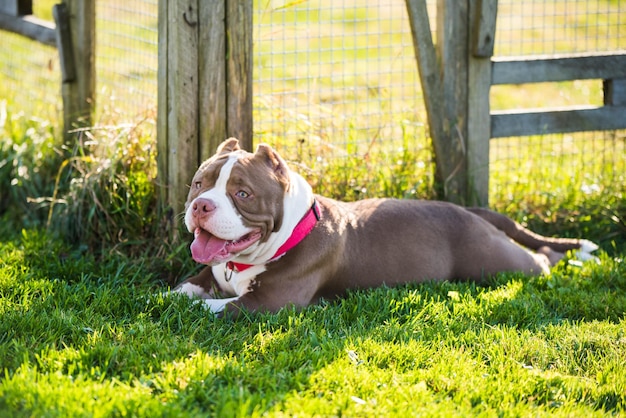 Red color american bully dog is lying on green grass