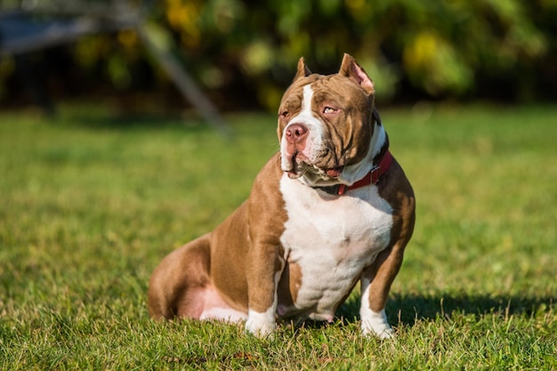 Red color american bully puppy dog is on green grass