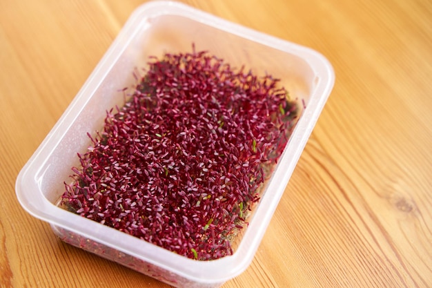 Red color microgreen amaranth growed on the fabric on wooden background