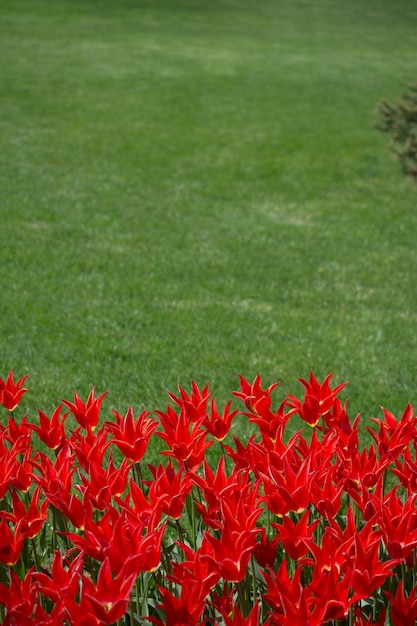 Red color tulip flowers in the garden