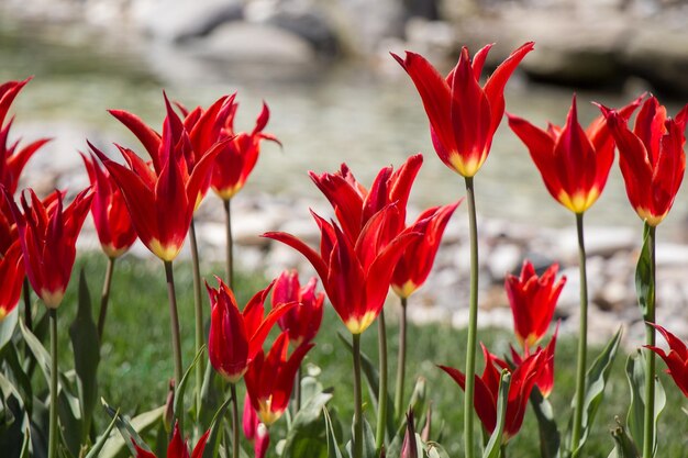 Red color tulip flowers in the garden