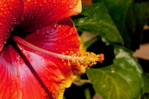 Red colorful flower macro shot