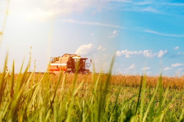 Red combine harvester rye field on sunny day