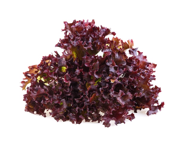 Red coral salad or lettuce isolated on the white background