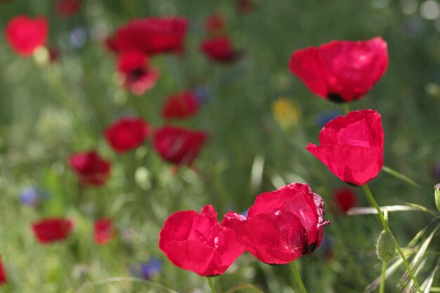 Red Corn Poppy Flowers