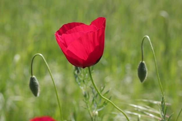 Red Corn Poppy Flowers