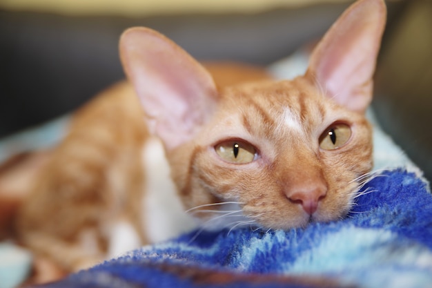 Red Cornish Rex cat is lying on a sofa