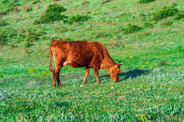 Red cow grazing in a mountain meadow