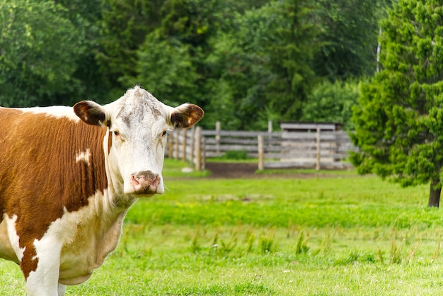 red cow without horns looks into camera, over summer grassland with forest on backside. copy space