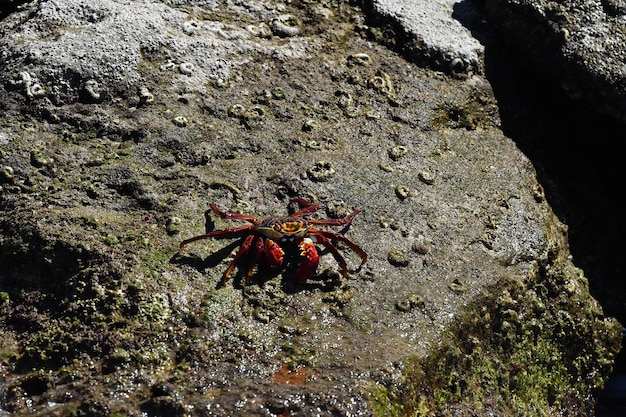 Red crab baja california sur mexico in cortez sea rock