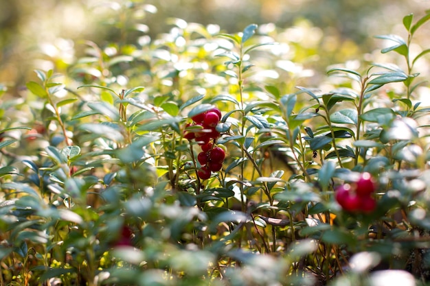 Red cranberries growing in the wild forest Karelia