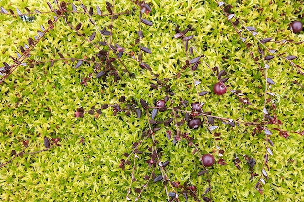 Red cranberry on creeping bush lie in green moss in a swamp, Harvesting ripe berries