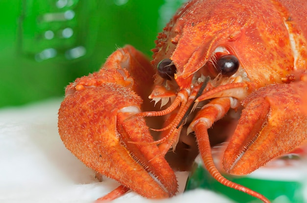 Red crayfish Close up view