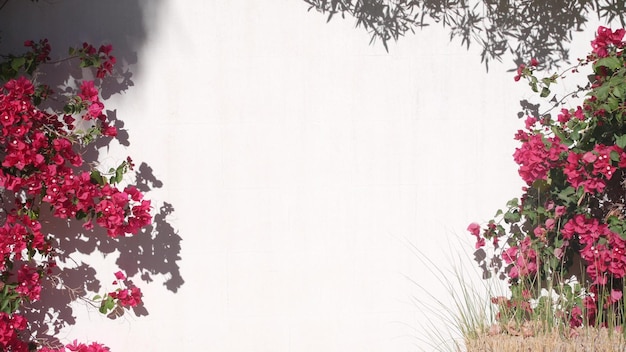 Red crimson bougainvillea flowers floral blossom white wall california garden