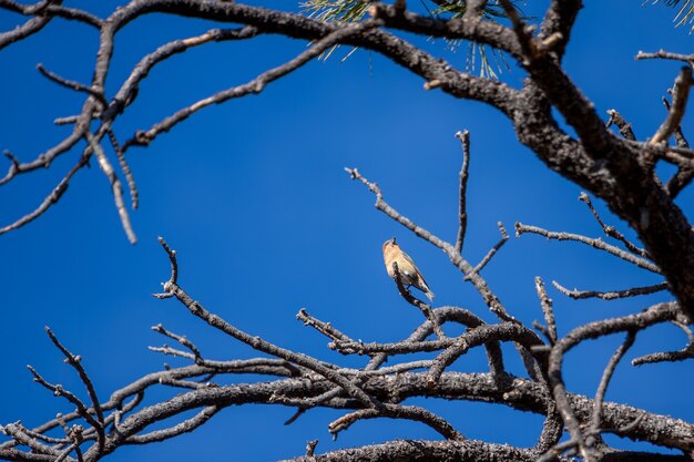 Red Crossbill (Loxia curvirostra) at Bryce Canyon National Park