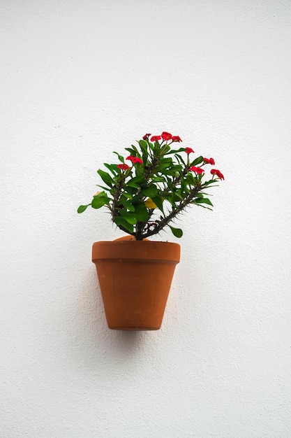 Red crown of thorns flowers in ceramic pot on white wall