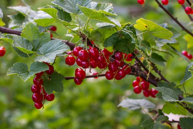 Red currant berries on a branch Berry summer harvest