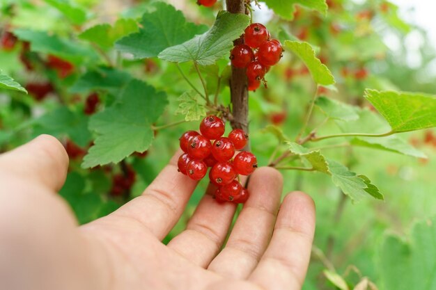 Red currant berries on a shrub branch Summer season fruits on sunlight Selective focus