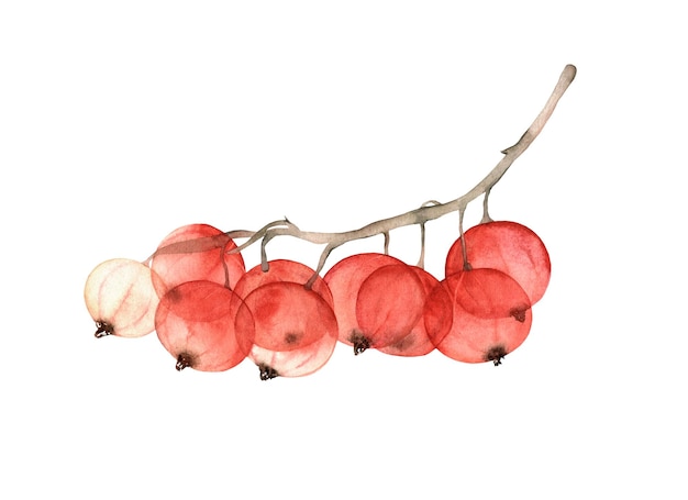 Red currant branch Hand drawn watercolor illustration isolated. transparent berries