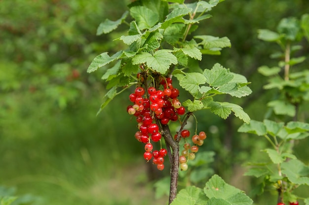 Red Currant Bunch of fresh seasonal red ribes berry with green foliage plant vitamin berries at natural forest closeup organic garden fruit