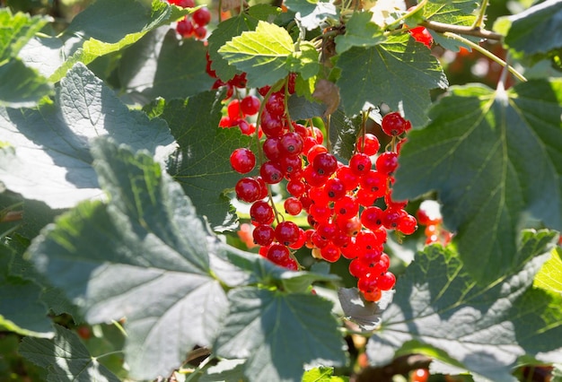 Red currant on a bush