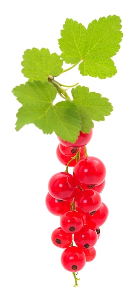 Red currant fruit