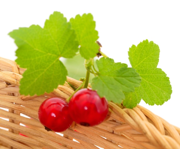 Red currant fruit