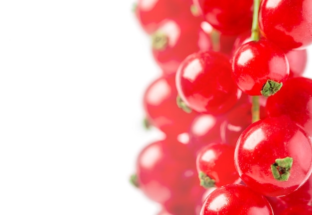 Red currant isolated on white background