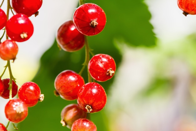 Red currant in the morning sun. Closeup